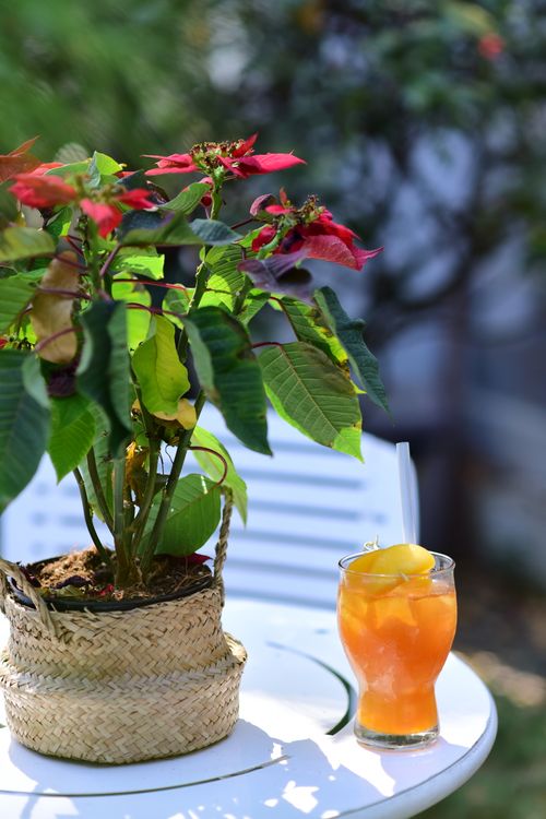 Free Poinsettia plant on a table with a refreshing orange drink in summer setting. Stock Photo