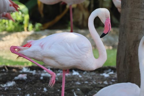 Free Beautiful flamingo standing on one leg in a lush outdoor setting. Stock Photo