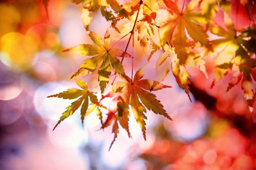 бесплатная Бесплатное стоковое фото с кленовые листья, красивый, крупный план Стоковое фото