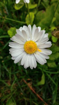A vibrant white daisy with dewdrops in a lush green environment.