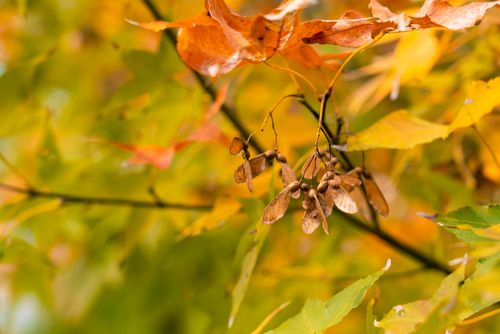 Free A close-up of vibrant autumn maple leaves and samaras in Taipei City, Taiwan. Stock Photo
