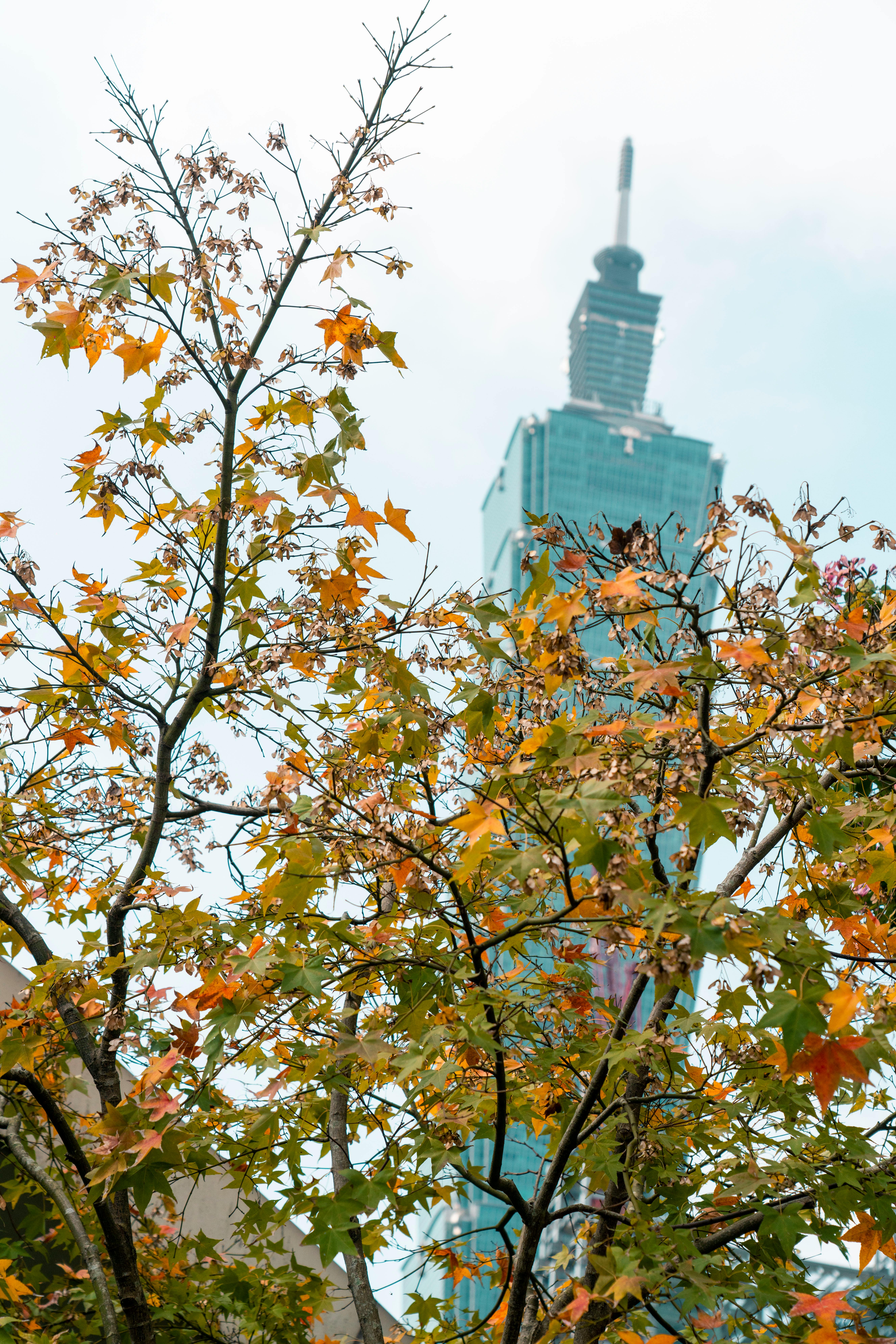 Taipei 101 Tower with Autumn Leaves in Focus