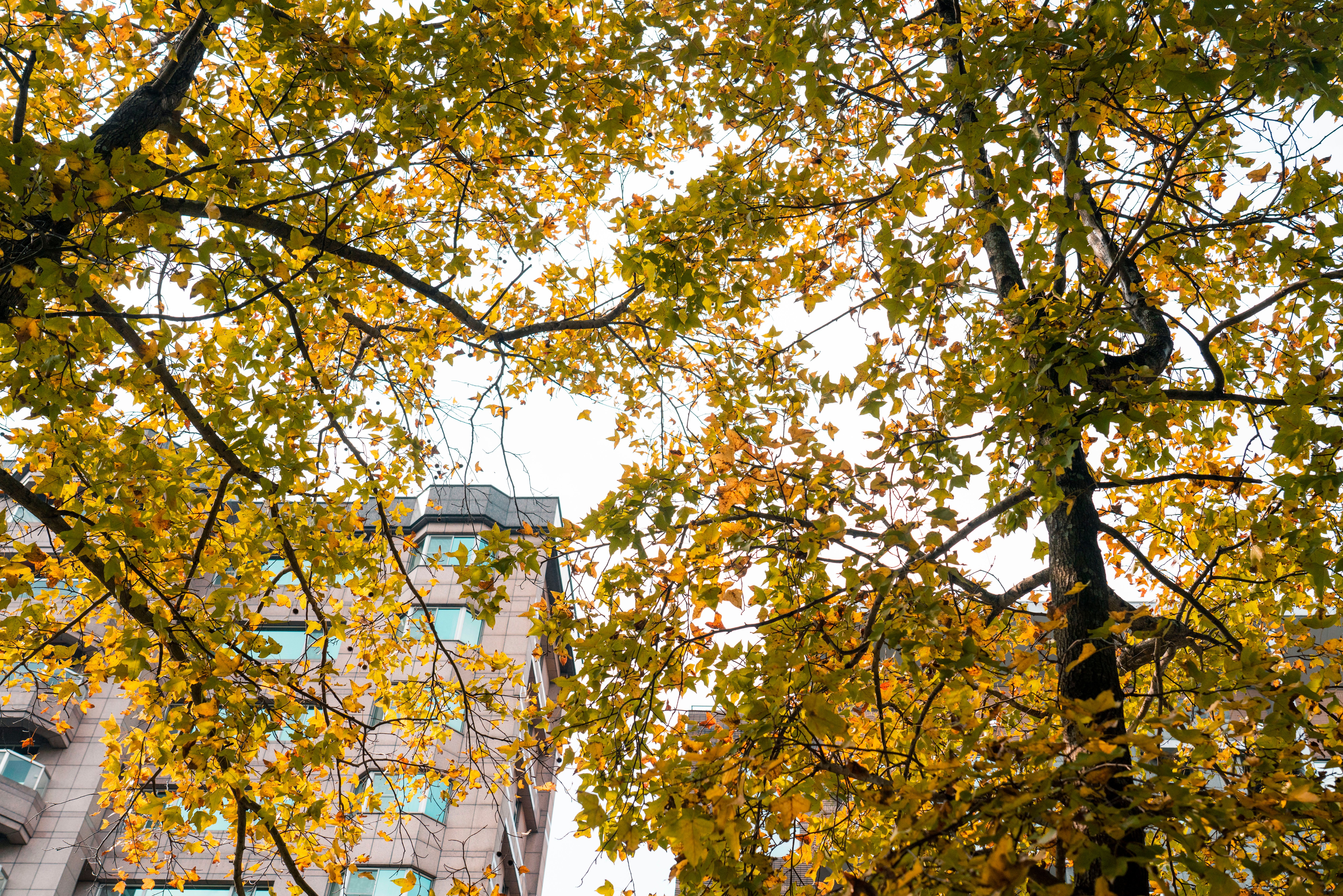 Autumn Leaves and Urban Architecture in Taipei · Free Stock Photo