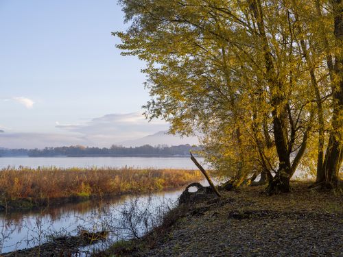 Free Serene autumn landscape by the river with golden trees and twilight sky. Stock Photo