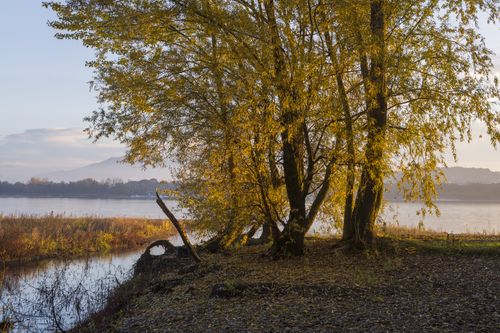 Free Golden autumn trees by a tranquil riverside at sunset, capturing nature's beauty. Stock Photo