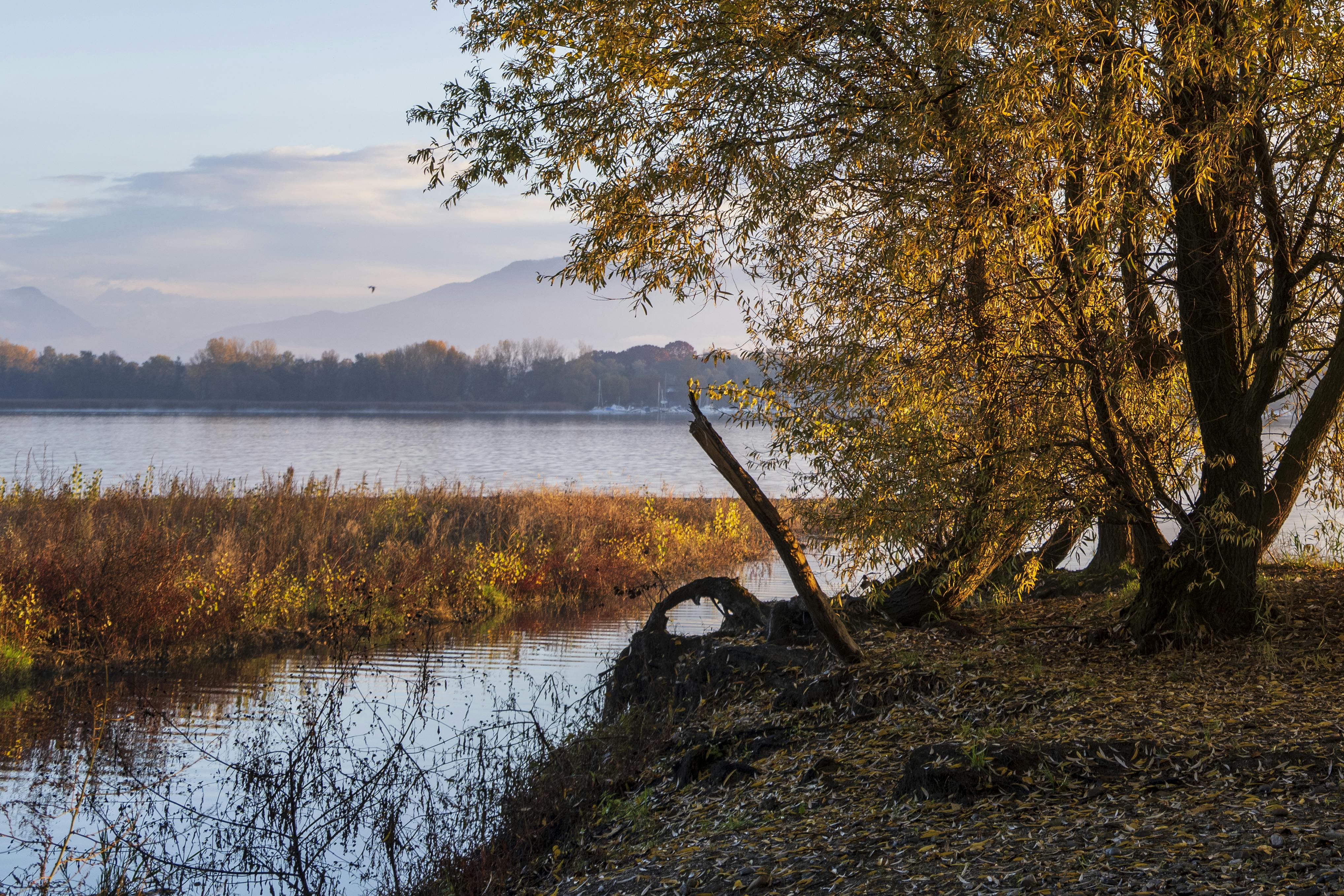 ingyenes Gyönyörű őszi táj egy békés tóval és a vízben tükröződő aranyló fákkal. Stockfotó