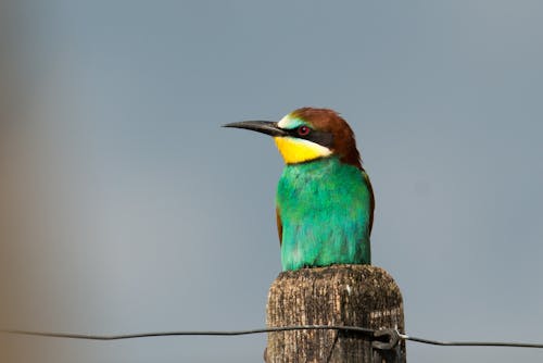 無料 茶色のポールにとまる緑と茶色の鳥 写真素材