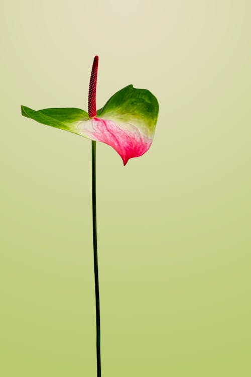 Gratis lagerfoto af anthurium, blad, blomst