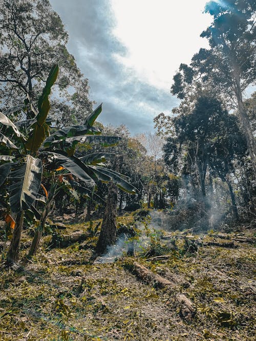 Tropical forest in fog under cloudy sky