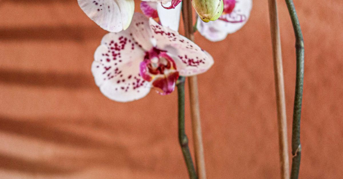 Orquídeas y plantas endémicas más buscadas en bosques nubosos y selvas húmedas Orquídeas y plantas endémicas más buscadas en bosques nubosos y selvas húmedas