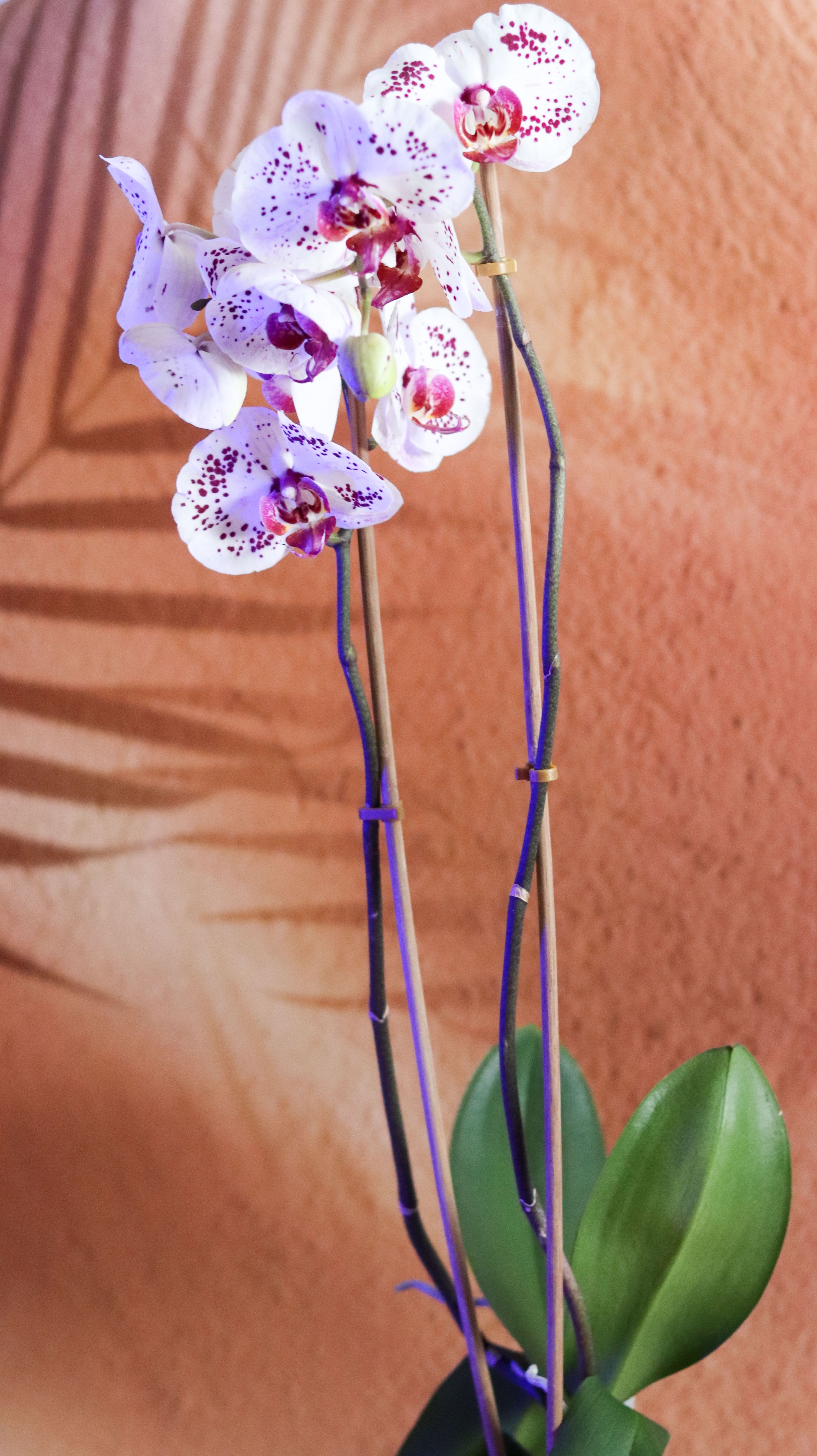 Orchid plant