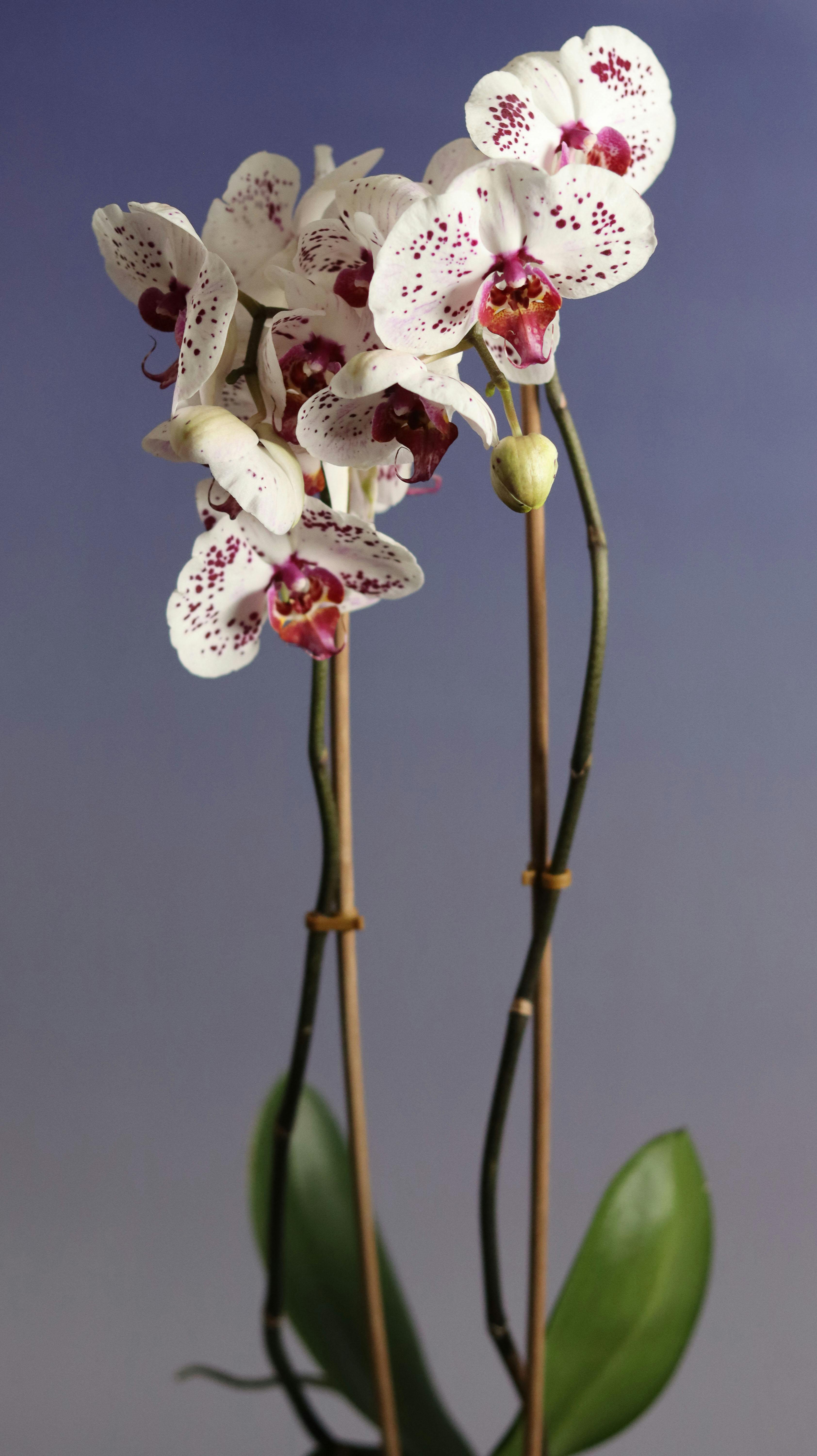 Beautiful white orchids with purple spots elegantly displayed against a blue background.