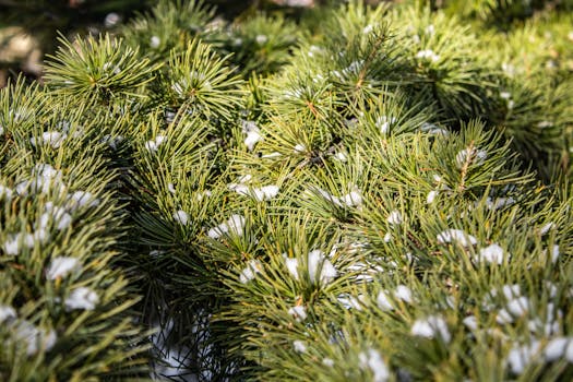 Detailed view of pine needles dusted with snow, capturing the essence of winter outdoors.