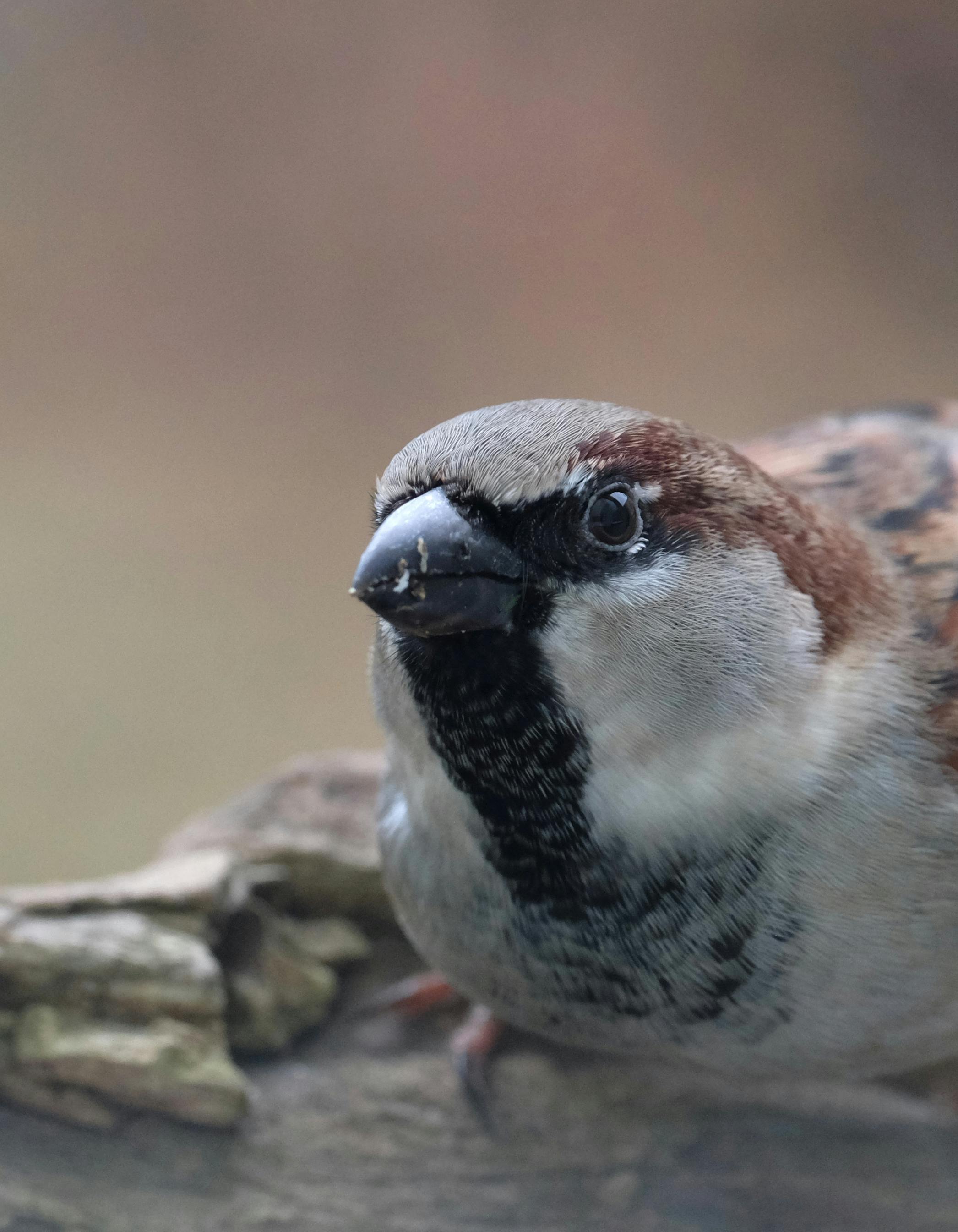 50 Common Birds Of North America
