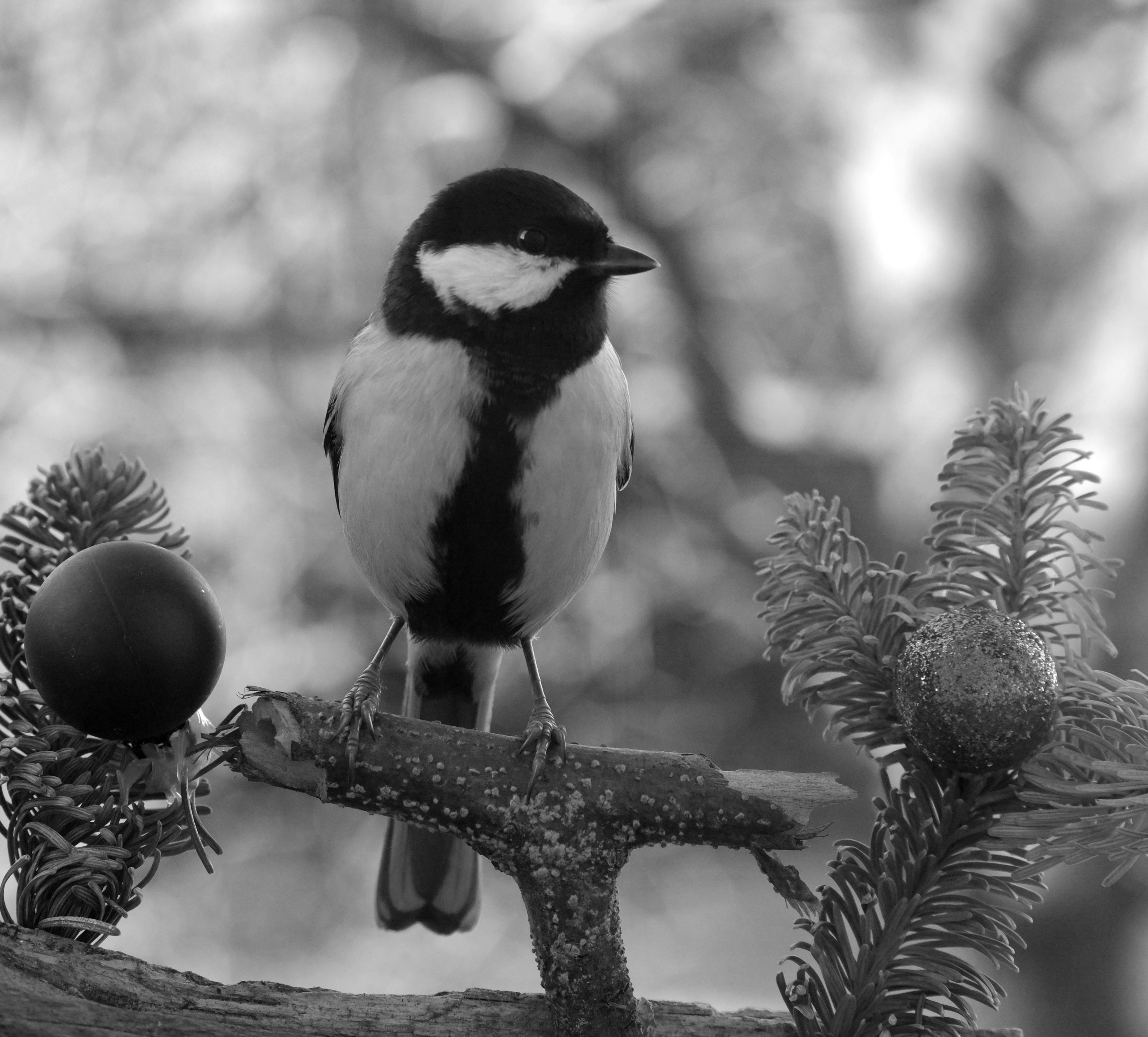 arizona-christmas-photos-download-the-best-free-arizona-christmas