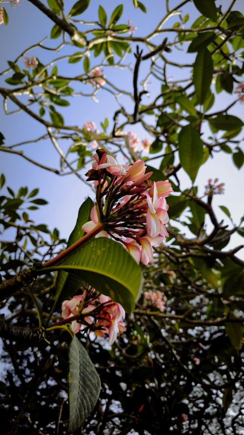 Free pink Frangipani  Stock Photo