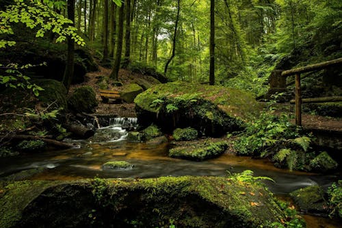 Free Waterfalls in Forest Stock Photo