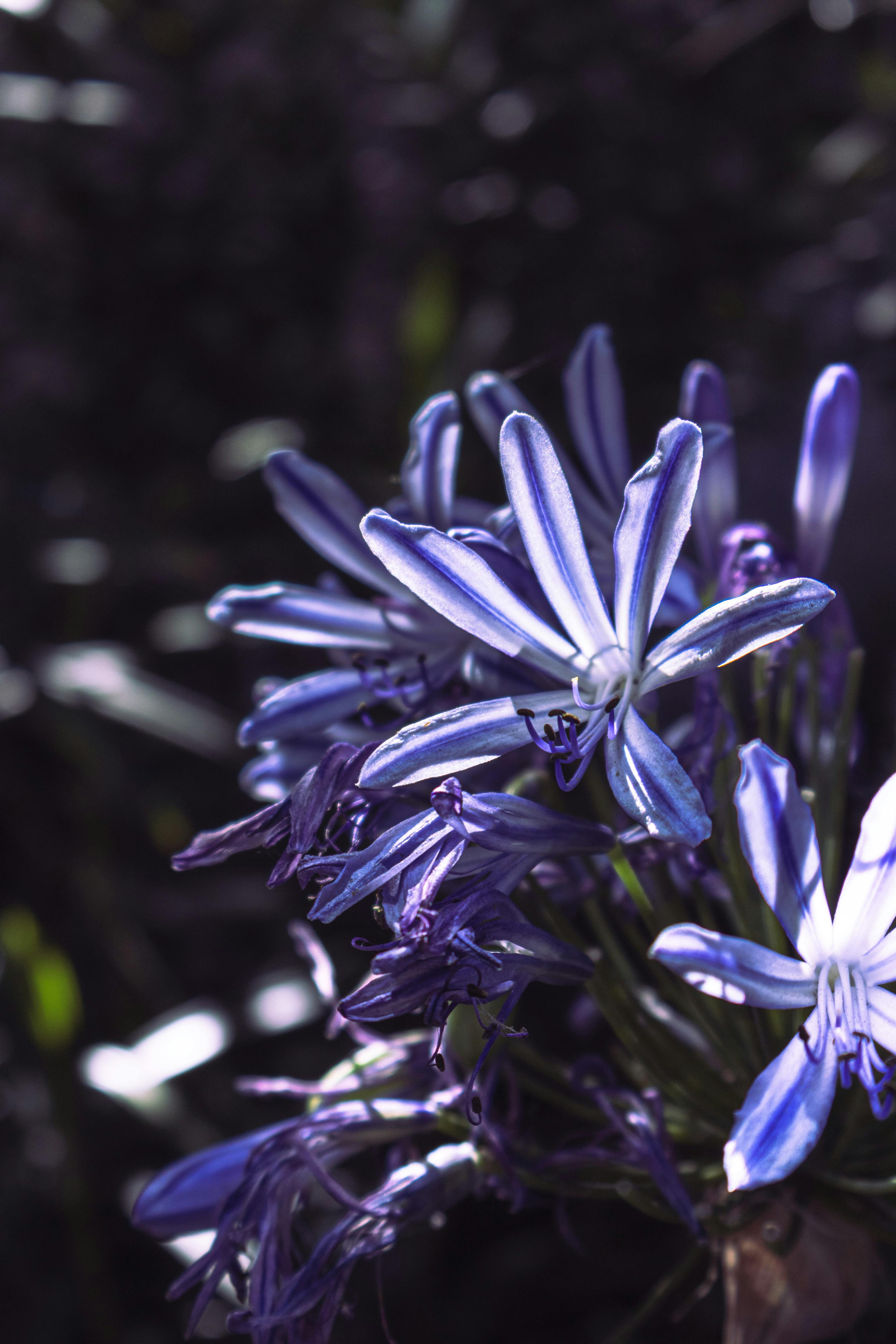 [ColoSach]-vivid-close-up-of-purple-agapanthus-flowers-in-sunlight,-showcasing-delicate-petals.