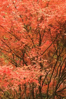 Stunning red and orange leaves of Japanese Maple trees capturing the essence of autumn.