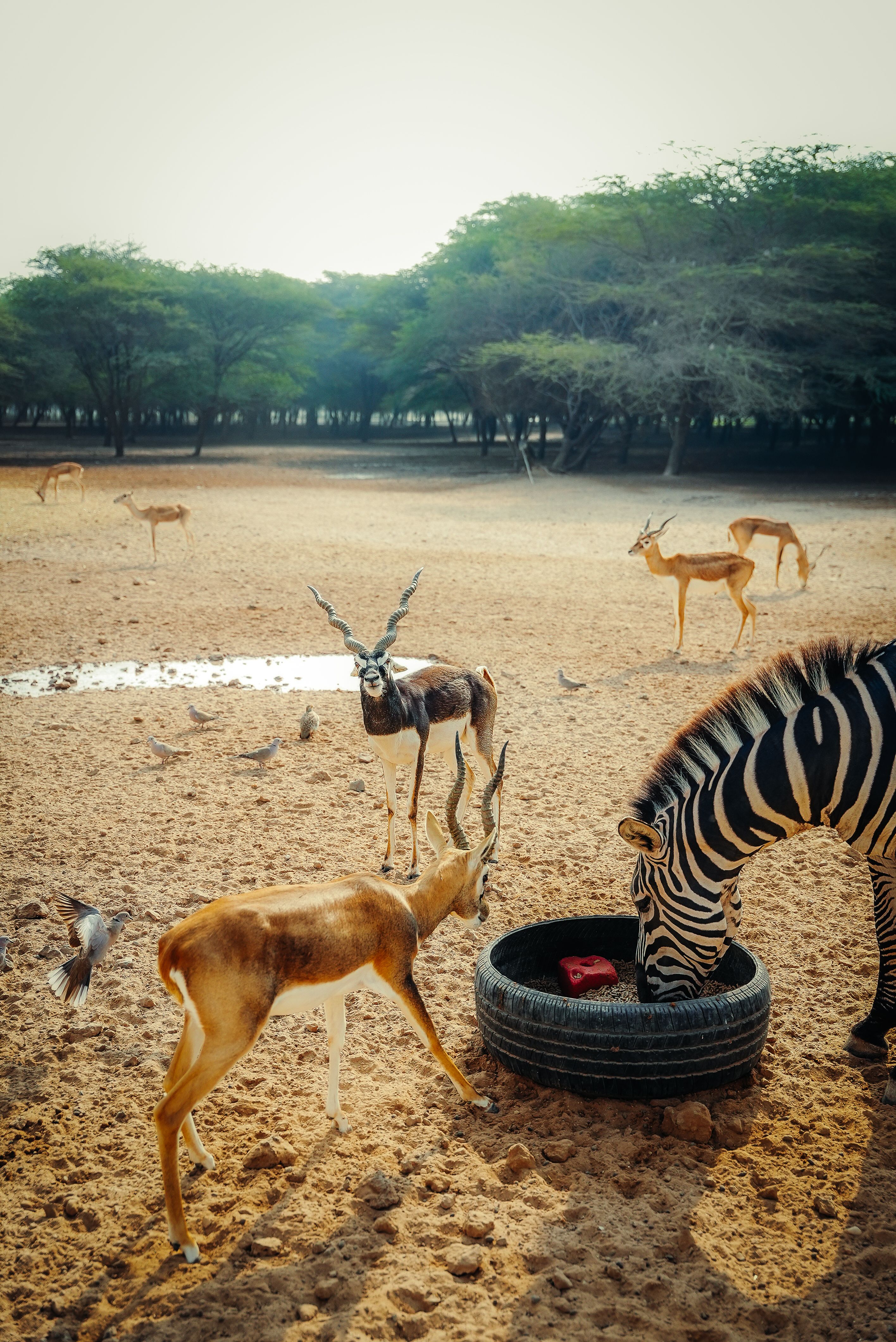 Zebra and antelopes gathered under the sun in Abu Dhabi's wildlife reserve, surrounded by lush trees.