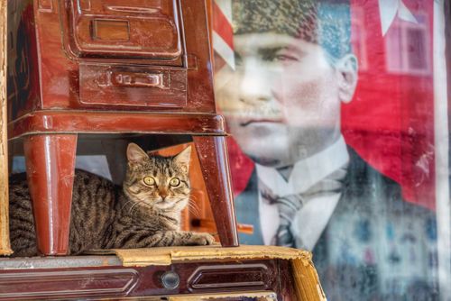 Free A tabby cat rests under a chair with a vintage portrait background. Indoors, cozy setting. Stock Photo