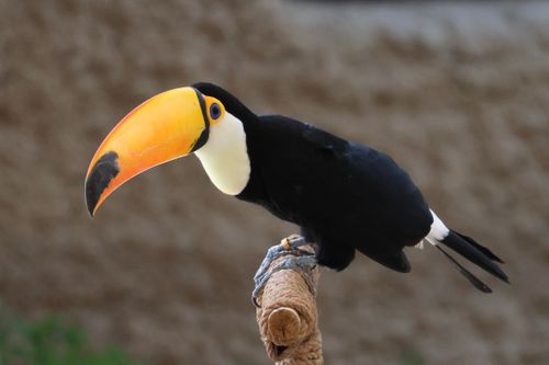 Free A vibrant toucan sitting on a branch, showcasing its large, colorful beak and sleek plumage. Stock Photo