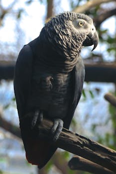 A detailed view of an African Grey Parrot sitting on a branch with a blurred natural background.