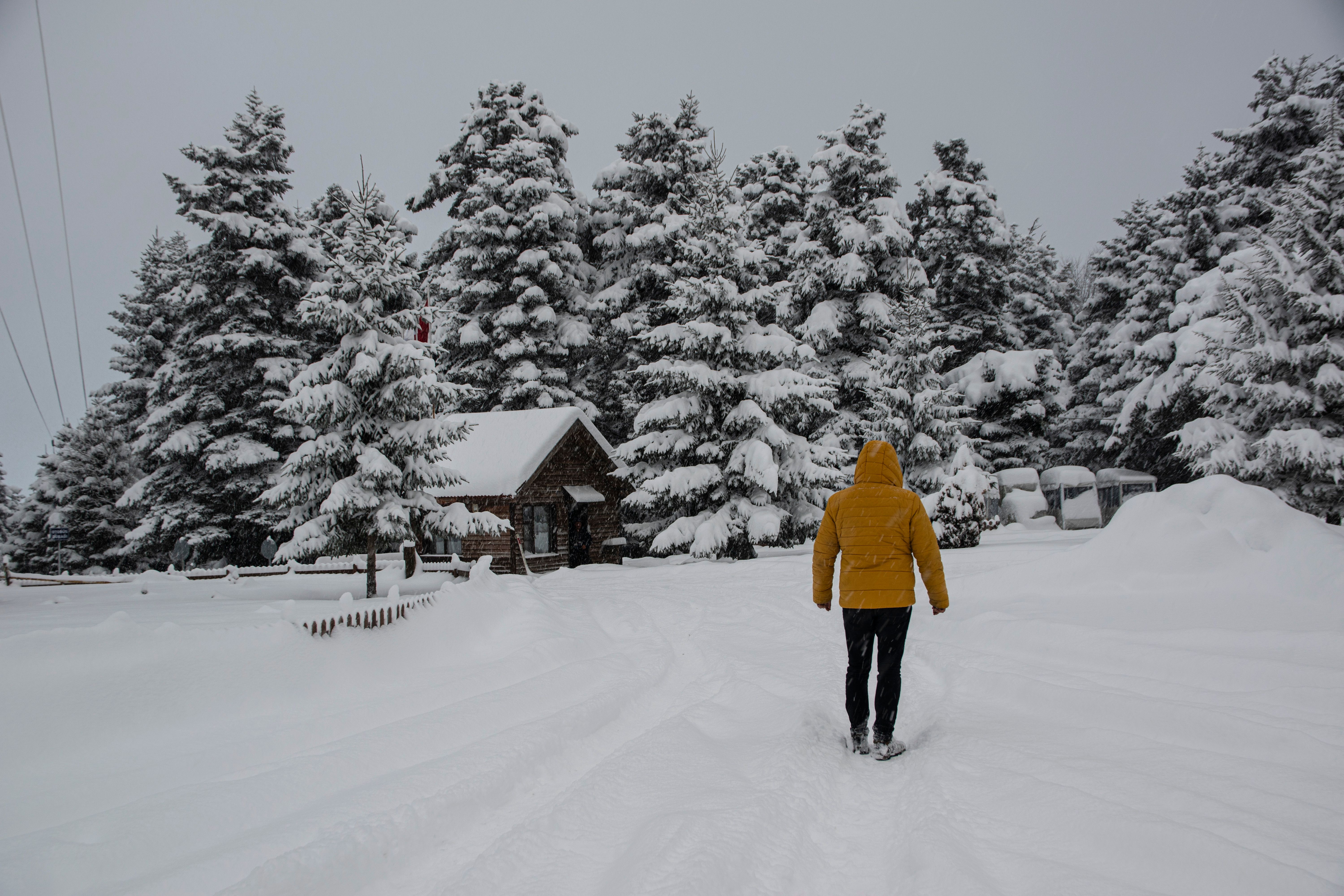 Winter Wonderland with Snow-Covered Forest and Cabin · Free Stock Photo