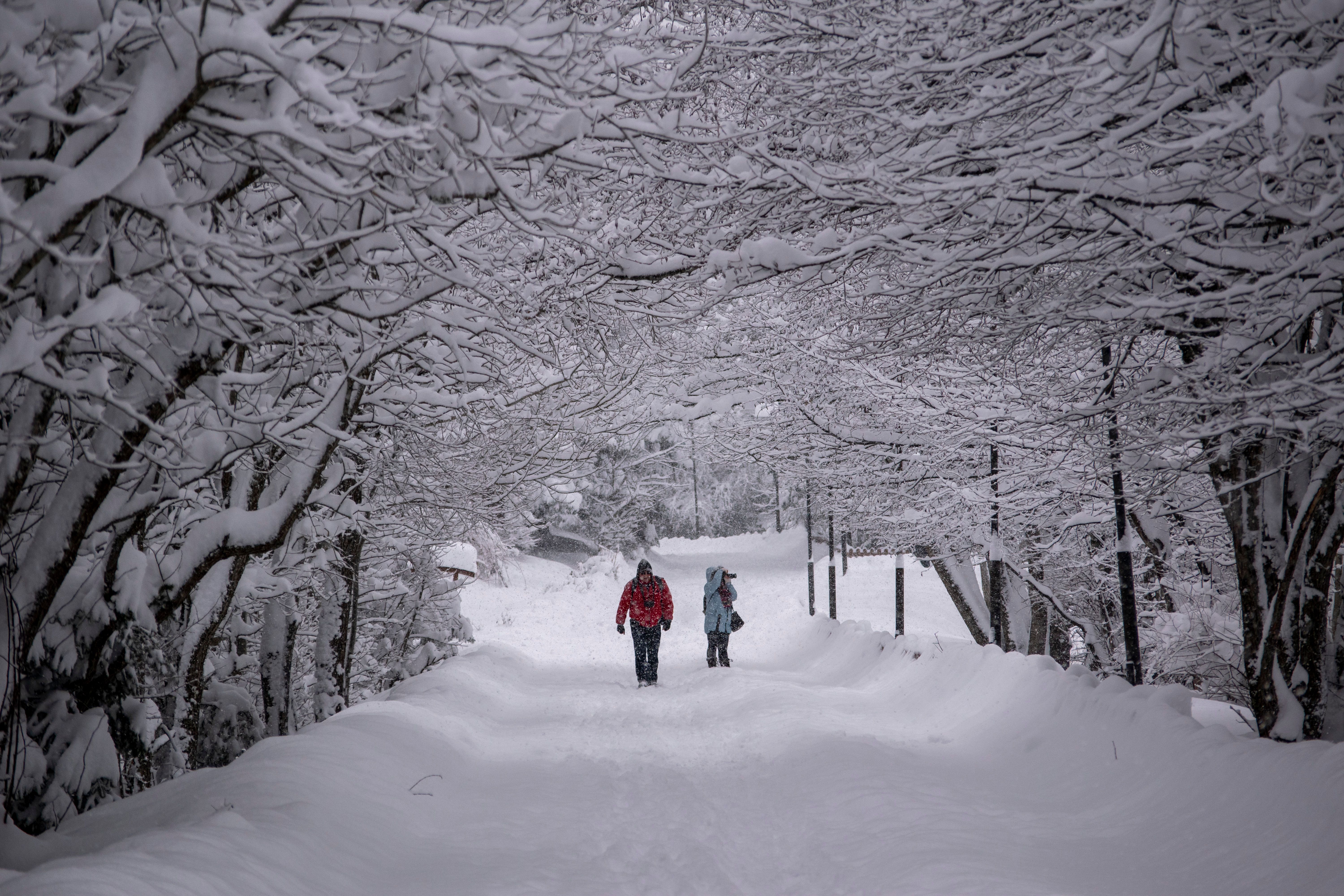 Couple Walking on Snowy Path in Winter Wonderland · Free Stock Photo