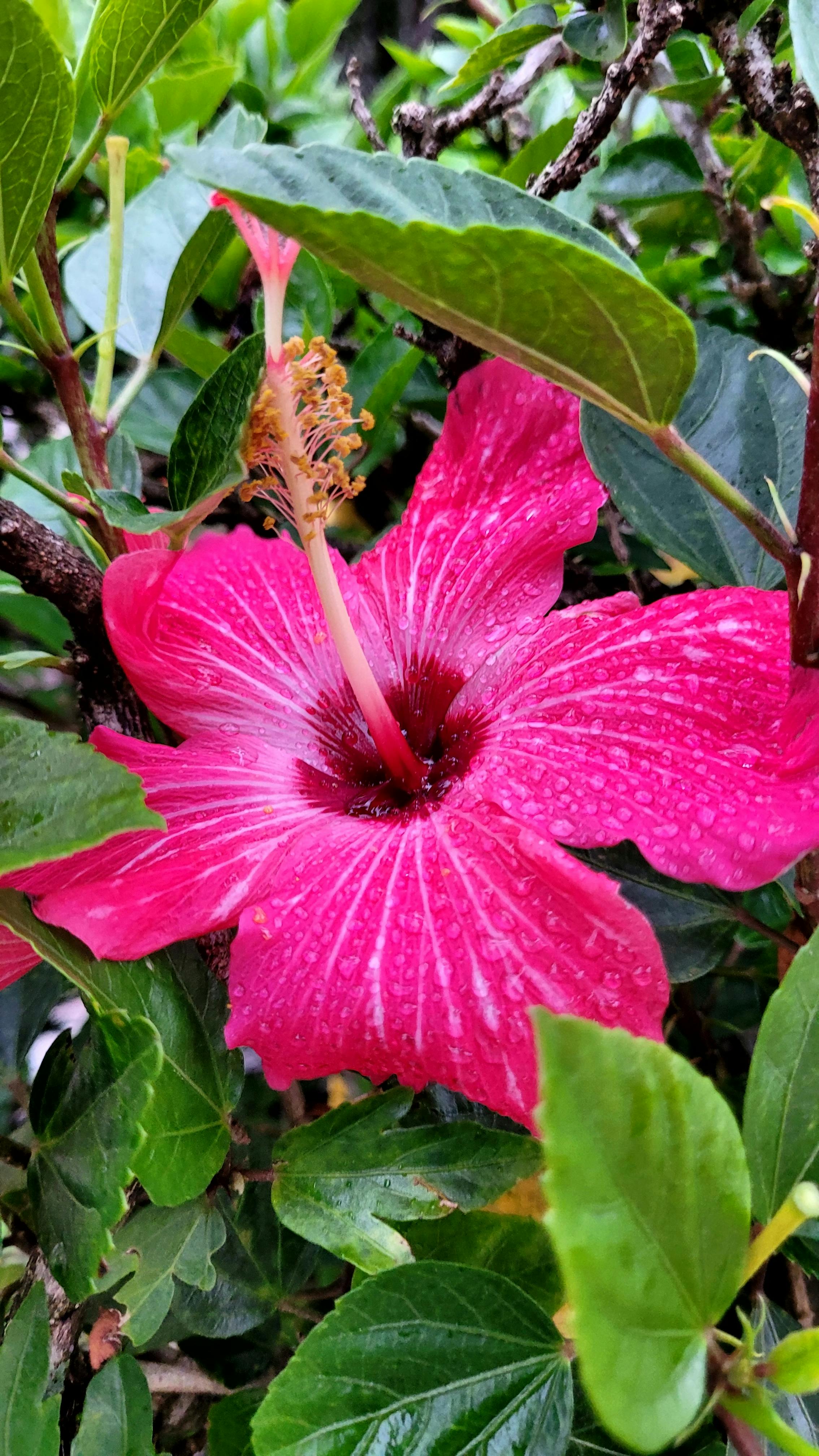 Gratis Nærbilde av en livlig rosa hibiskusblomst med frodige grønne blader, som fanger naturens skjønnhet. Arkivbilde