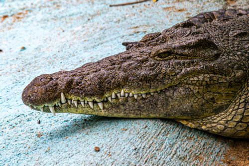 Free Detailed image of a crocodile showing its textured skin and sharp teeth as it rests on a concrete surface. Stock Photo