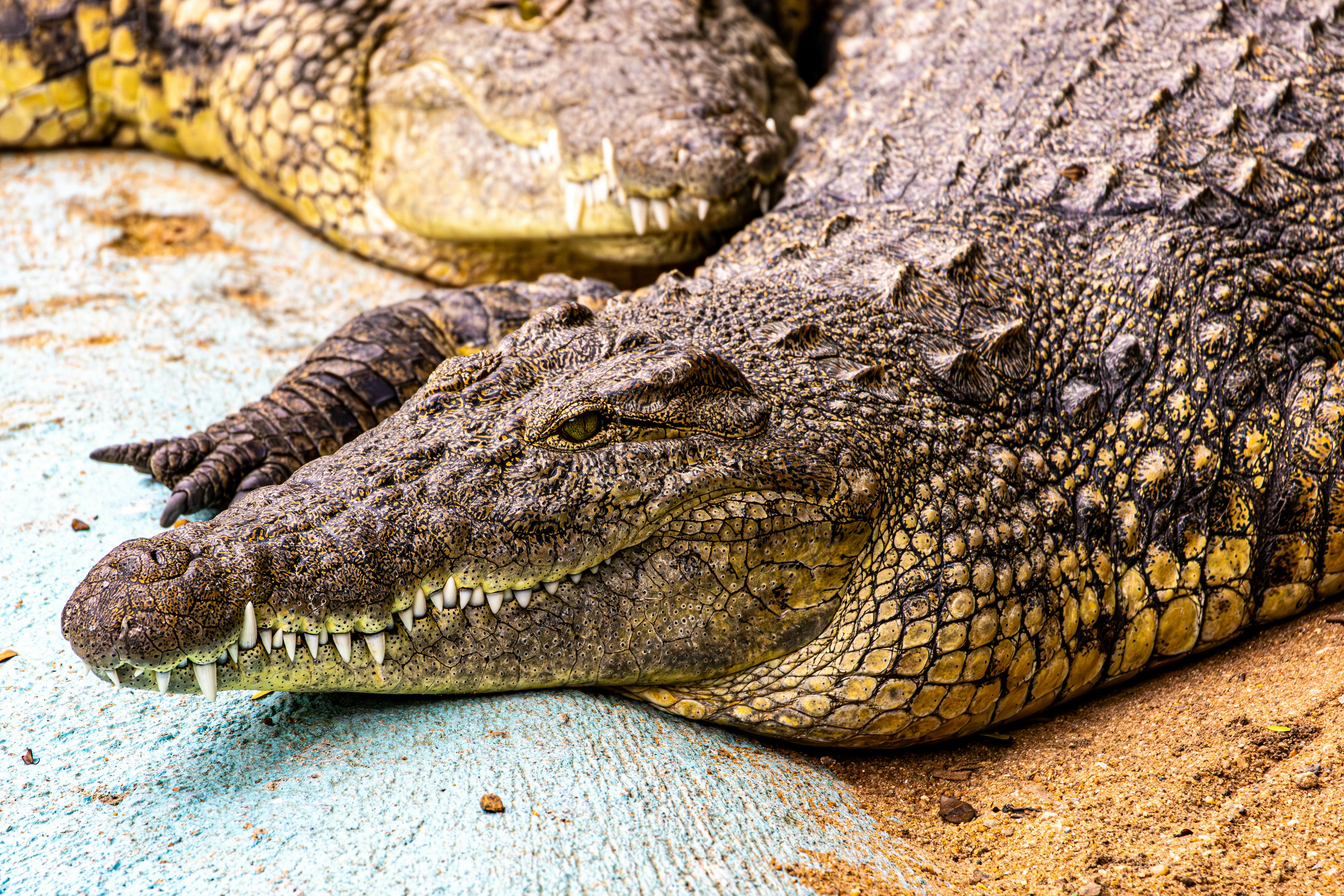 Jurassic dinosaurs had specialized diets to coexist peacefully — Photo by Regan Dsouza on Pexels