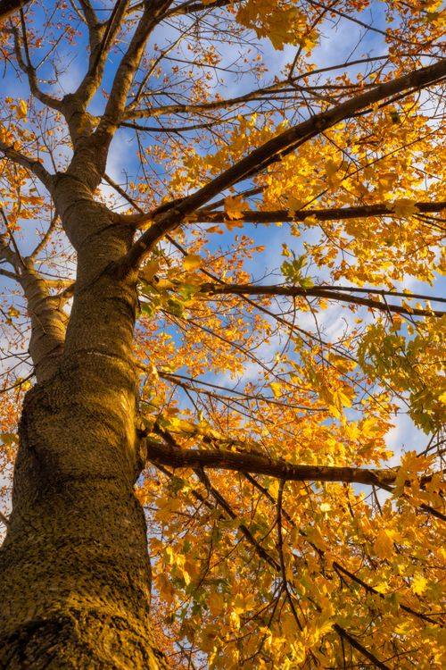 Free A stunning view of a tree with vibrant autumn leaves against a blue sky. Stock Photo