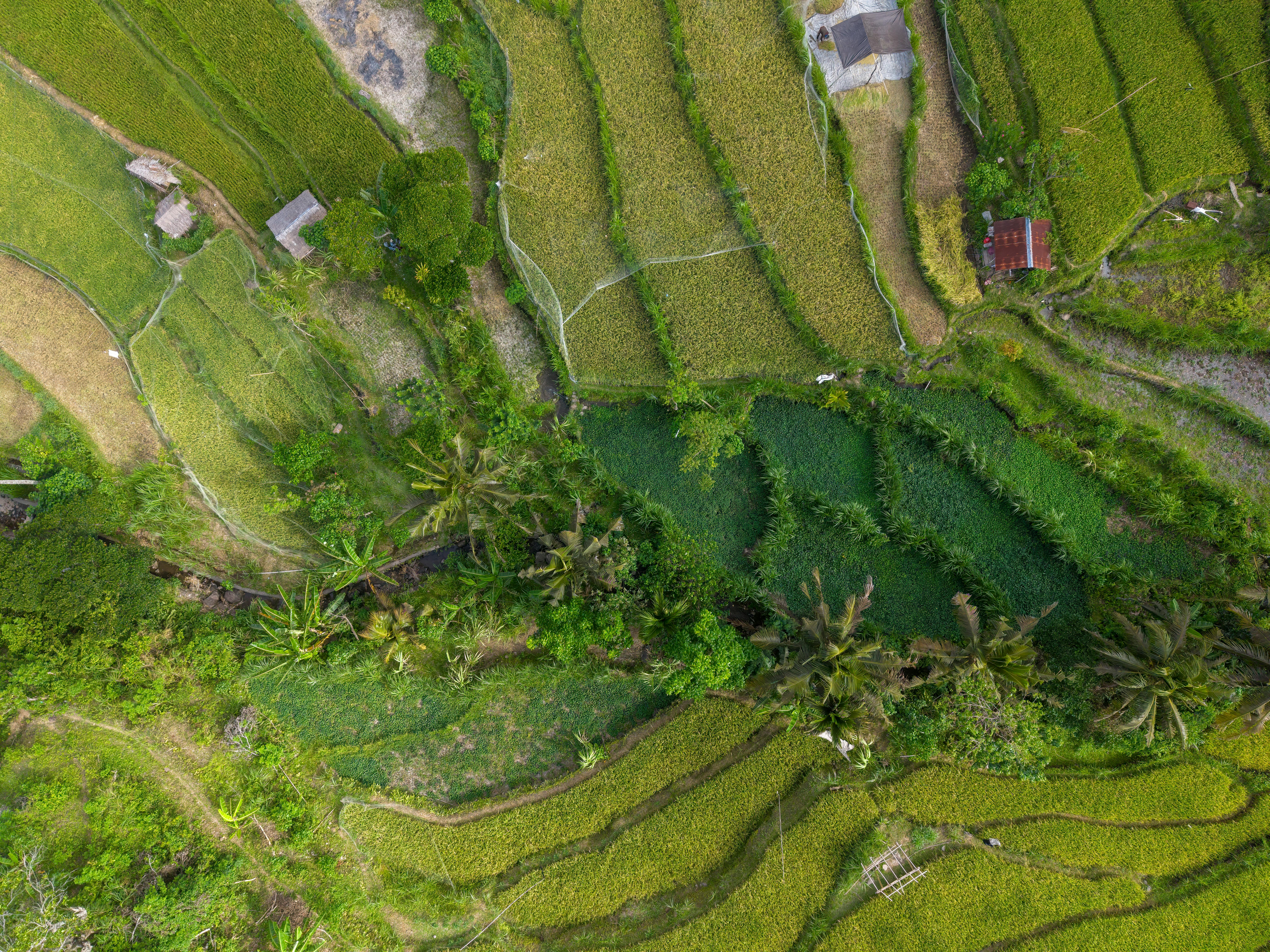 Aerial View of Lush Green Rice Terraces in Bali · Free Stock Photo
