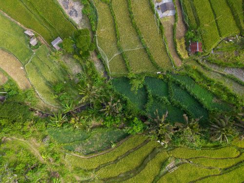 Free Stunning aerial view of Bali's green rice terraces with scattered huts. Stock Photo