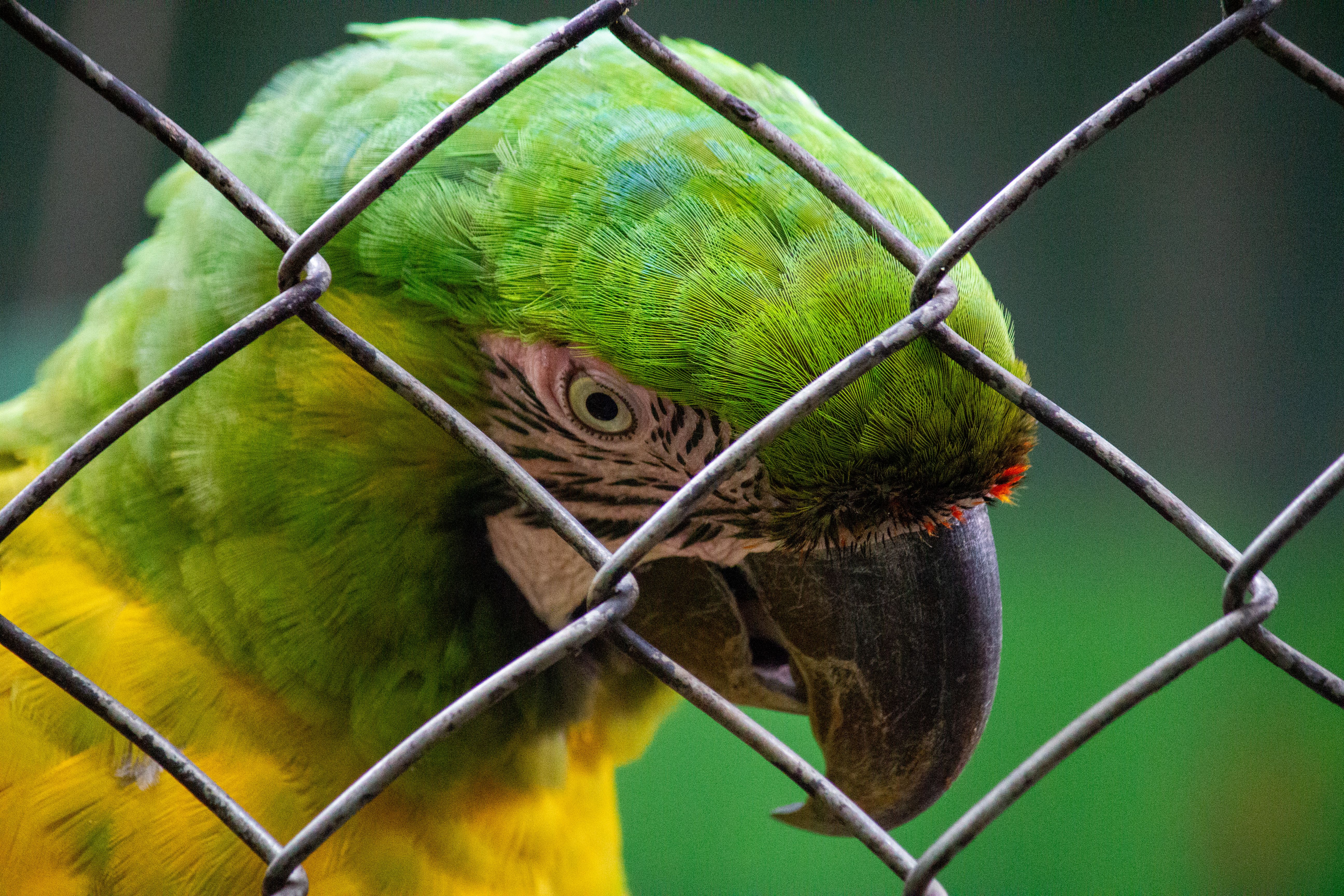 Close-up of a Parrot Behind a Metal Fence · Free Stock Photo