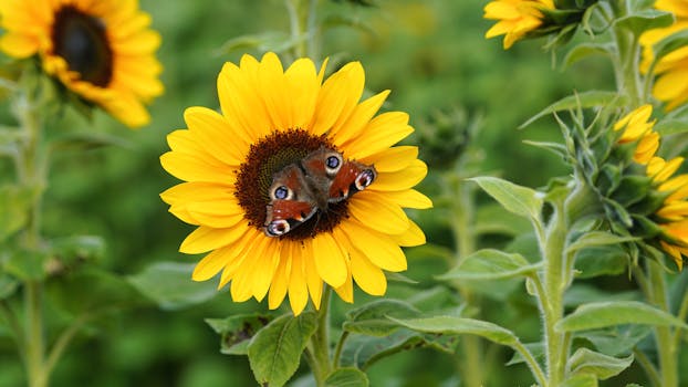 Close-up of a peacock butterfly resting on a bright sunflower in a Hamburg field.