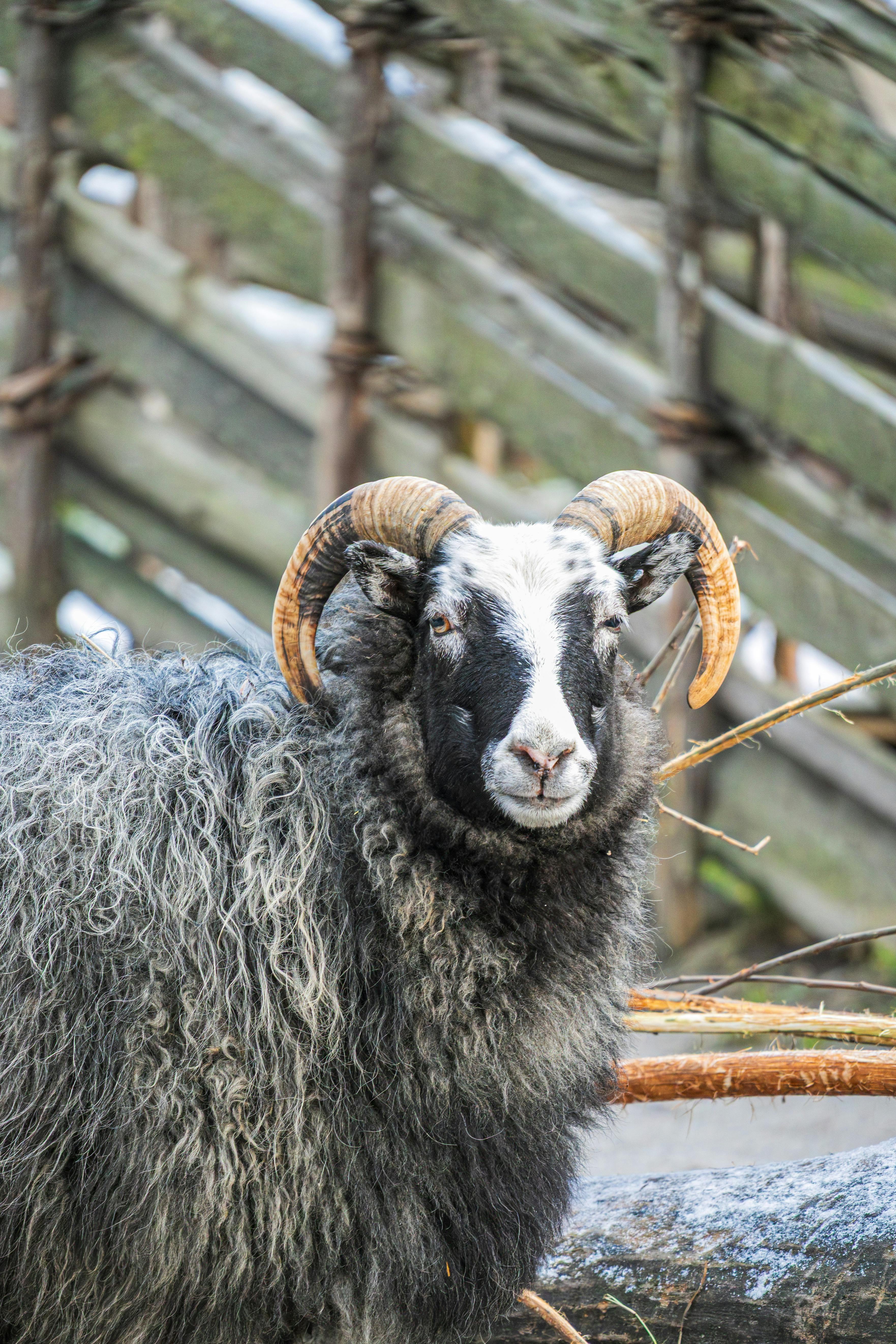 Gratuit Portrait d'un bélier Gute aux cornes recourbées dans un paysage hivernal rustique suédois. Photos