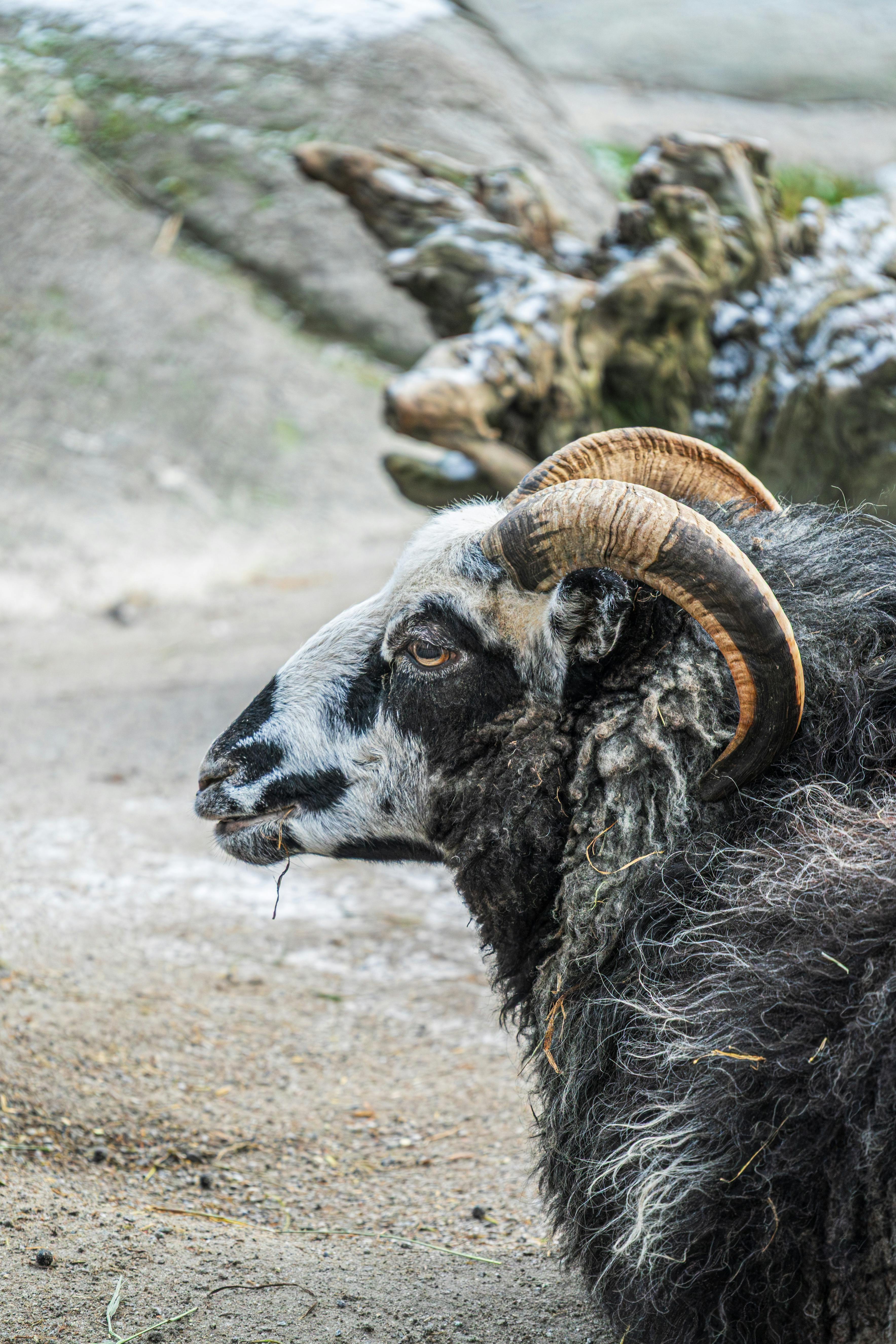 Gratuit Photos gratuites de agriculture traditionnelle, animal, animal avec des cornes Photos