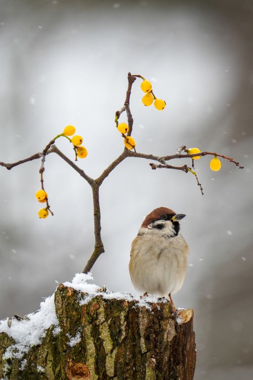 Free Sparrow perched on snowy log with yellow berries in winter setting. Stock Photo