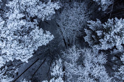 Aerial shot of a frosty forest with snow-covered trees during winter, creating a serene and cold atmosphere.
