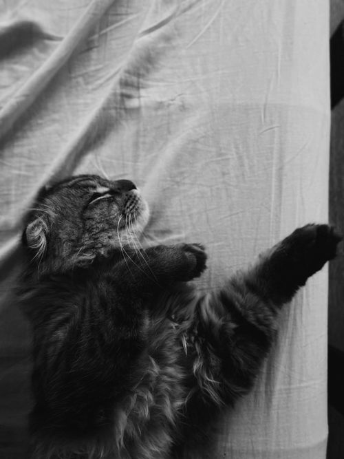 Free Gentle tabby cat peacefully sleeping on a bed, captured in a serene black and white setting. Stock Photo