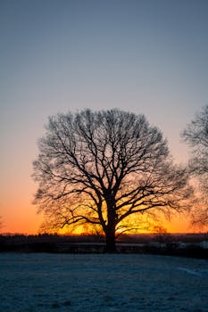 Silhouette of a grand oak tree against a vibrant golden sunrise in England.