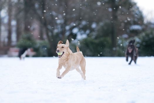 Dogs joyfully playing in a snowy park, capturing the essence of winter fun.