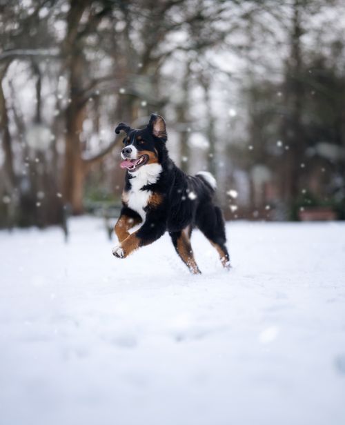 Free Lively Bernese Mountain Dog enjoying a snowy day outdoors, capturing the joy of winter play. Stock Photo