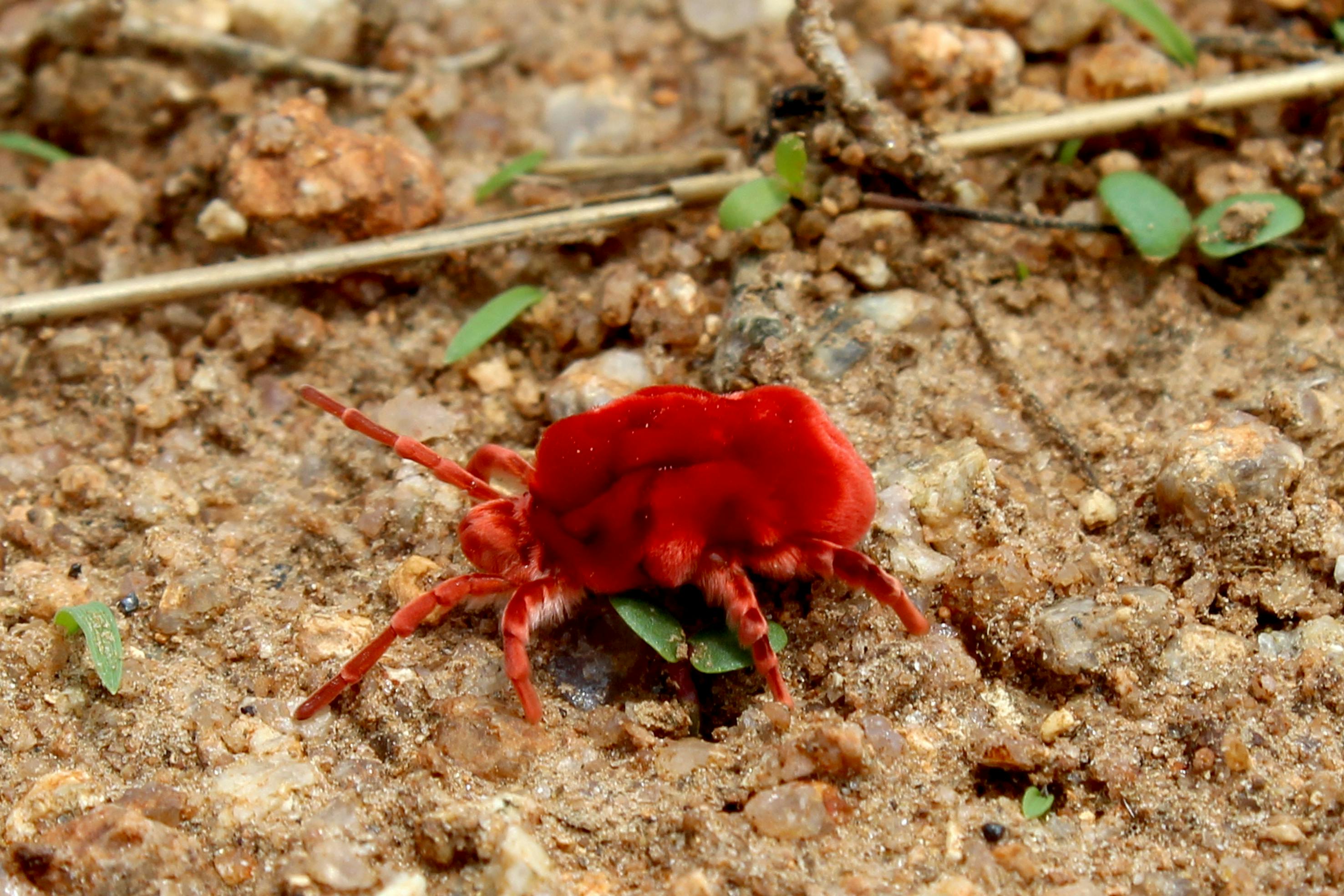 A vibrant red velvet mite on a sandy or rocky soil surface, showcasing its striking color and texture.