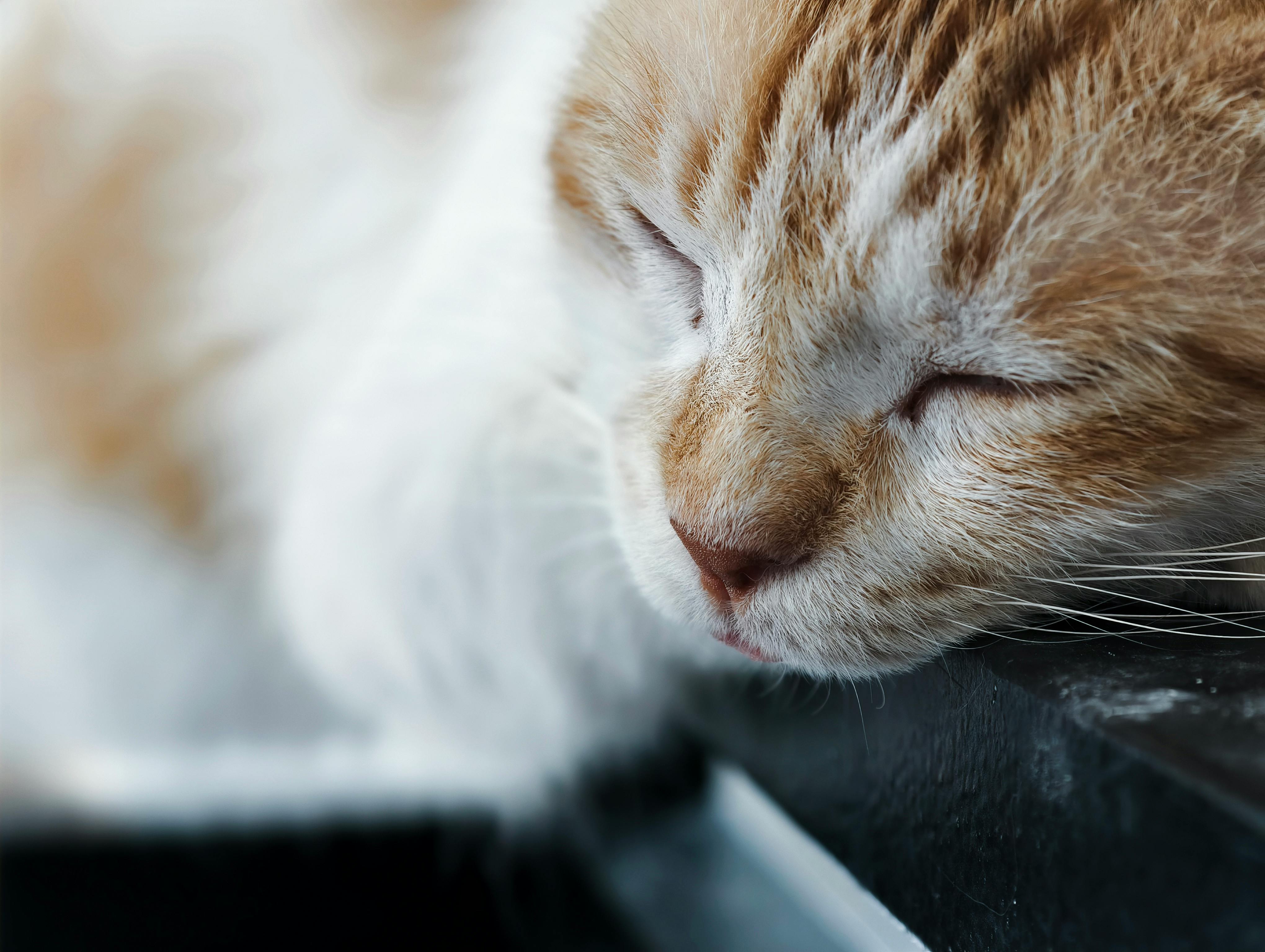 pet care, pet health, pet safety, pet grooming — Photo by Yosep Kriswanto on Pexels
