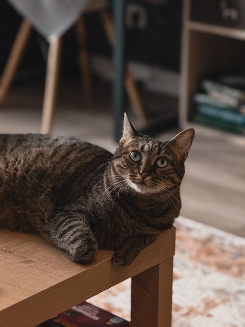 Free Cute tabby cat lounging on a wooden table inside a cozy home environment. Stock Photo