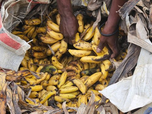 Free Close-up of hands sorting ripe bananas in an outdoor setting, depicting market life. Stock Photo