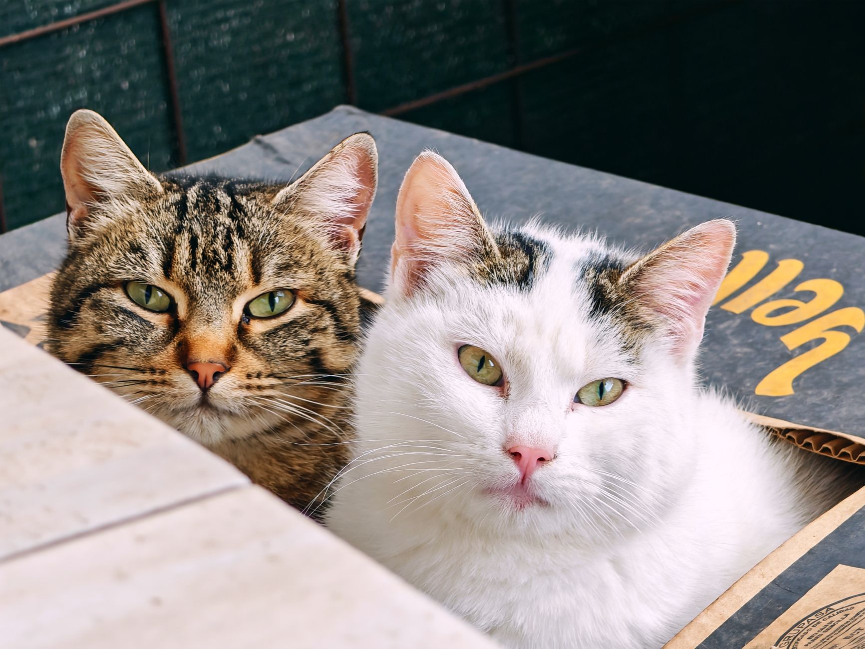 Veterinary care for a pet